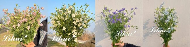 mmexport1730429807062